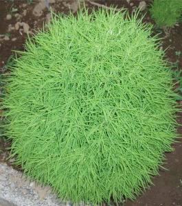 Кохия веничная Трихофилла (зеленая)/54 К500 купить