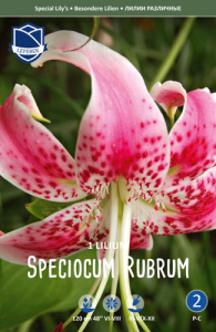 Лилия  speciosum Rubrum /1шт купить