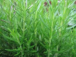 Розмарин лекарственный 1шт об076/С1 купить