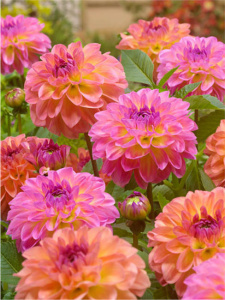 Георгина PASTELL (1х2шт) купить