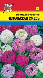 Примула Зубчатая Непальская Смесь  купить