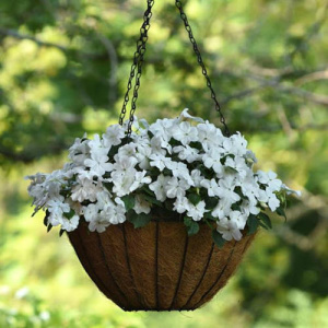 Бальзамин Бекон Уайт (белый) 1шт Б135/40 купить