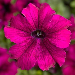 Петуния крупноцв. Тритуния Бургунди (бургунди) 1шт П352/40 купить