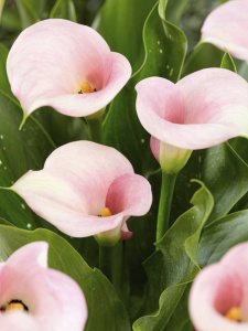 Калла (syn.Zantedeschia) Melrose (1х1шт) купить