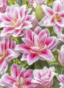 Лилия восточная Roselily Mikaela - double /3шт купить