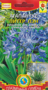 Агапантус Питер Пэн  купить