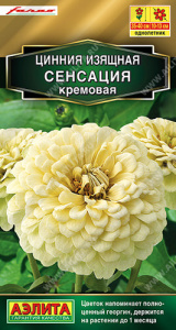 Цинния Сенсация кремовая купить