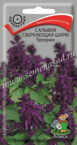 Сальвия сверкающая Шарм Пурпурная  купить