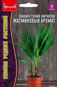 Вашингтония Жасминовый Аромат нитчатая купить