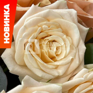 Роза Монпелье купить