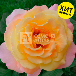 Роза Глория Дей купить