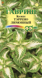 Колеус Тэррено лимонный купить