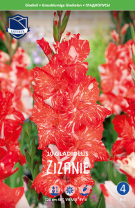 Гладиолус XXL Zizanie 14/16 /10шт купить