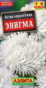 Астра Энигма коготковая купить