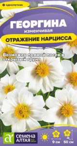 Георгина Отражение Нарцисса  купить