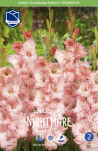 Гладиолус XXL Nightmare 14/16 /10шт купить