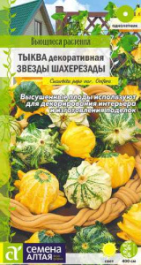 Тыква Звезды Шахерезады декоративная купить