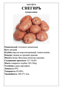 Картофель Снегирь А5 фото купить