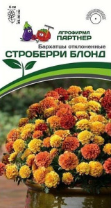 Бархатцы Строберри Блонд отклоненные купить