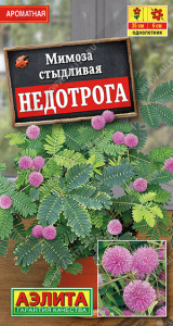 Мимоза Недотрога  купить