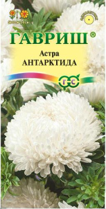 Астра Антарктида  купить