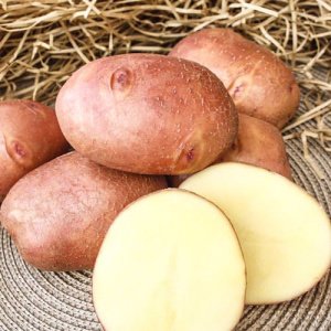 Картофель семенной Взрывной (элита) 2кг купить