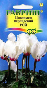 Цикламен персидский Рой  купить