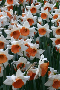 Нарцисс "Chromacolor" (1х5шт) купить