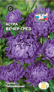 Астра Вечер грёз купить