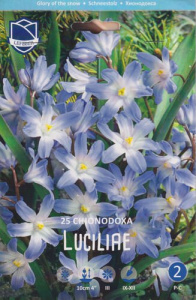 Хионодокса luciliae (1х25шт) купить