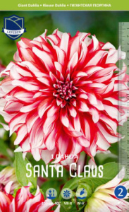 Георгина Сандра /1шт купить