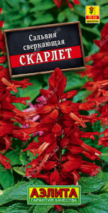 Сальвия Скарлет сверкающая  купить