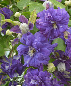 Клематис Флорал Дэнс крупноцв.(горшок)/1шт купить