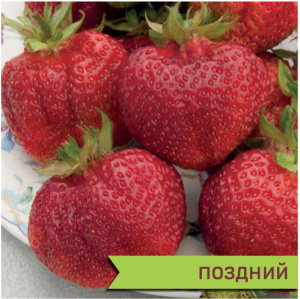 Земляника Богема садовая  купить
