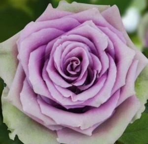 Роза Тиара купить