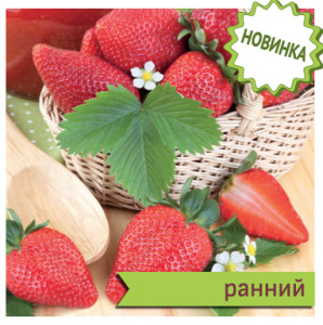 Земляника Моллинг Центенери садовая купить