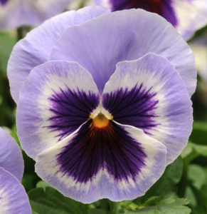 Виола Виттрока Спринг Матрикс Блю Винг (сирень с фиол.) 1шт/40 В350 купить