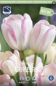 Тюльпан многоцветковый "Graceland" (1х10шт) купить