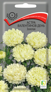 Астра Валентинов день Золотая купить