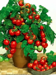 Томат декор. Гарднер Делайт (черри красный) 1шт/С2 купить