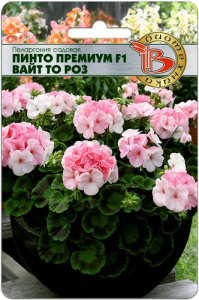 Пеларгония Пинто Премиум Вайт Роз купить