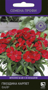 Гвоздика Карпет Файр купить