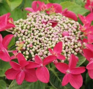 Гортензия Руткелхен крупнолистовая ЦК купить