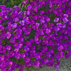 Арабис кавказский Лотти Дип Роуз (розовый) 1шт мн0044м/d13 купить