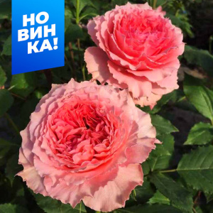 Роза Коралл Желе