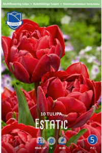 Тюльпан Эстатик  /10шт купить