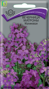 Вечерница Матроны Малиновая купить