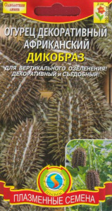 Огурец декоративный африканский Дикобраз купить