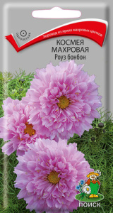 Космея махровая Роуз бонбон купить