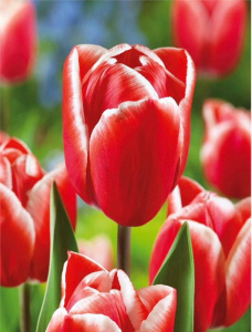 Тюльпан Кунг Фу /10шт купить